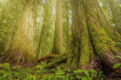 The last-remaining Inland Temperate Rainforest on Earth | Photo by alpenglowphoto.ca