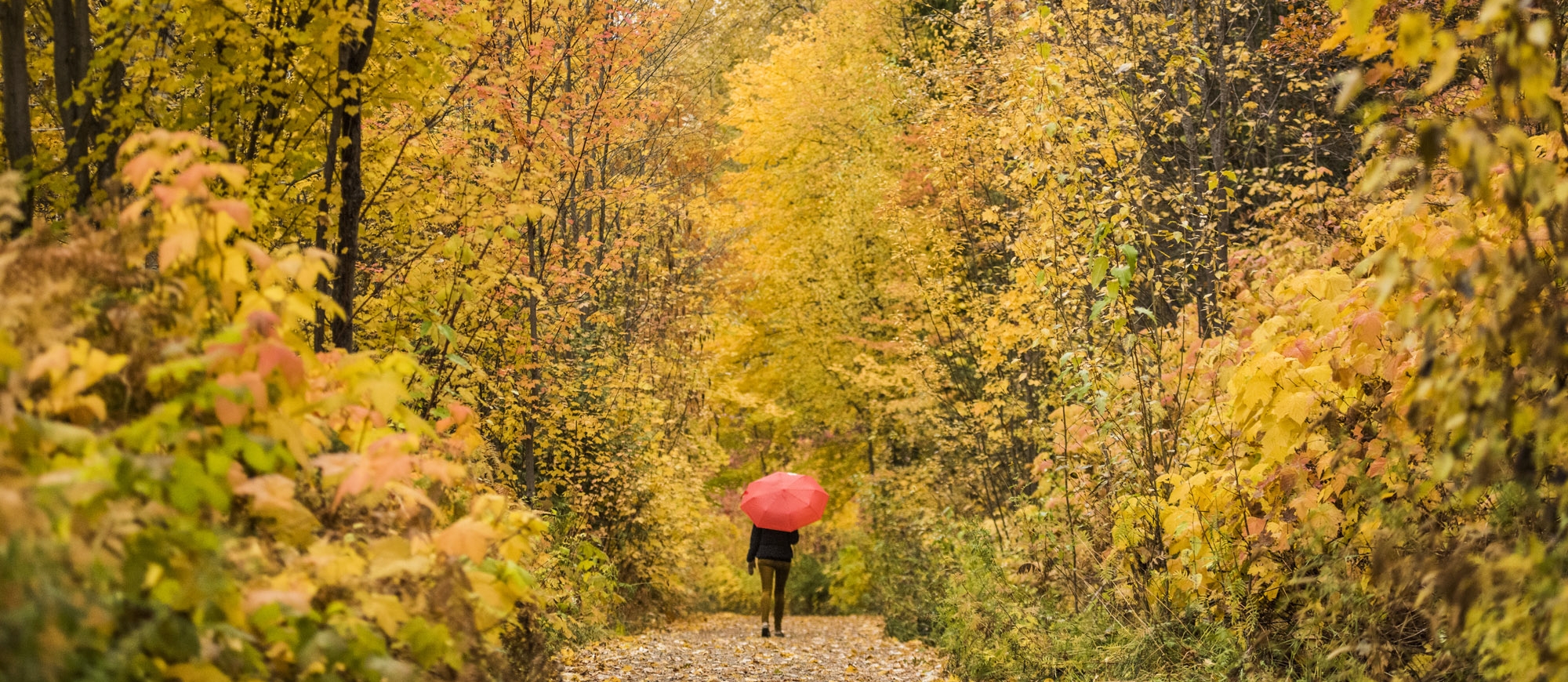 A person walking on the Great Northern Rail Trail with vibrant fall colours all around them