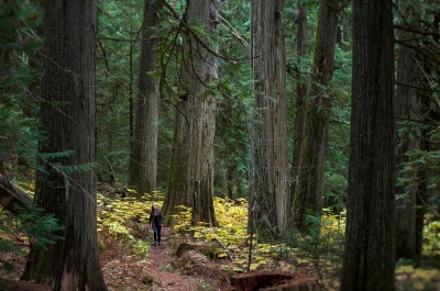 A person walking by a giant tree in the Kokanee Old Growth Forest, an outdoor recreation idea for Nelson BC