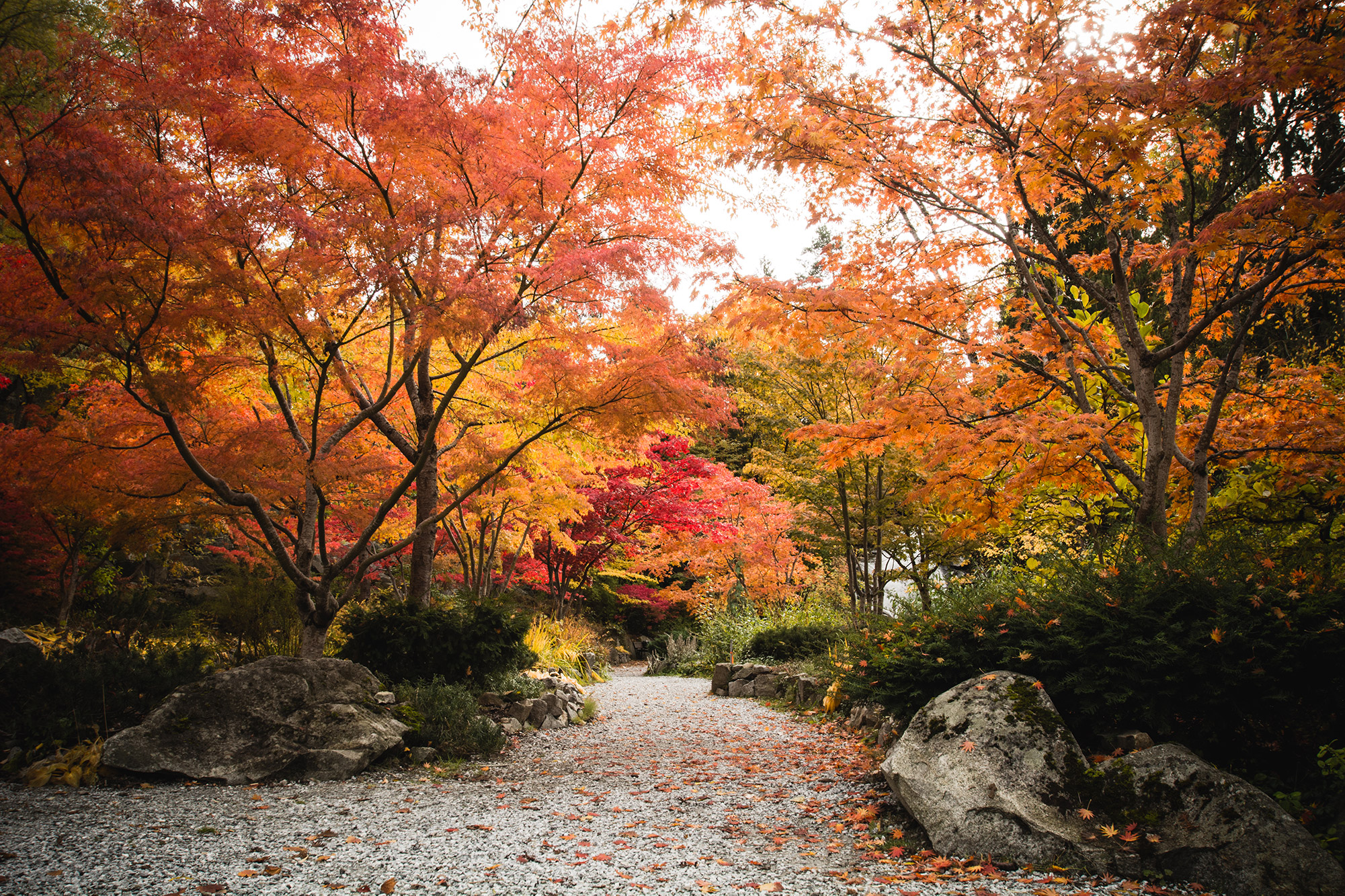 The garden at Cottonwood Fall Park in Nelson, BC vibrant with fall colours.