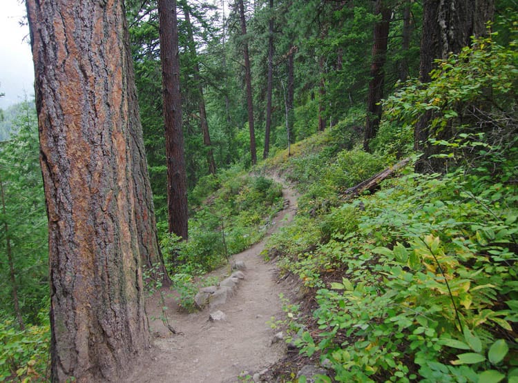 The trail up towards Pulpit Rock in Nelson, BC