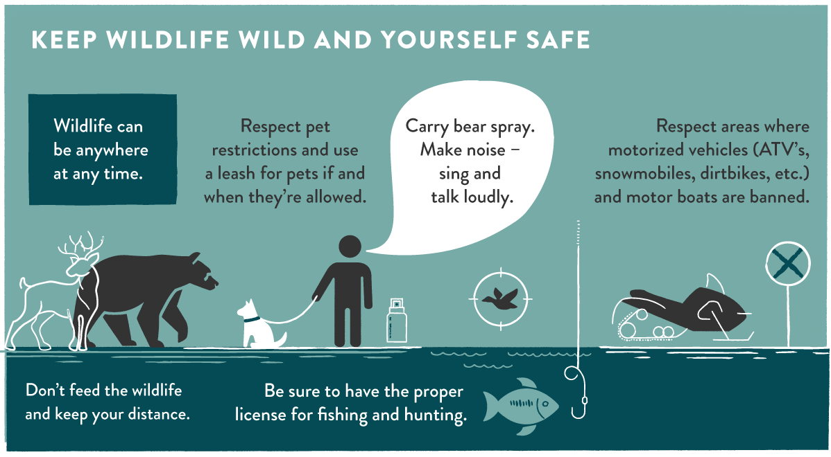 Keep wildlife and yourself safe.