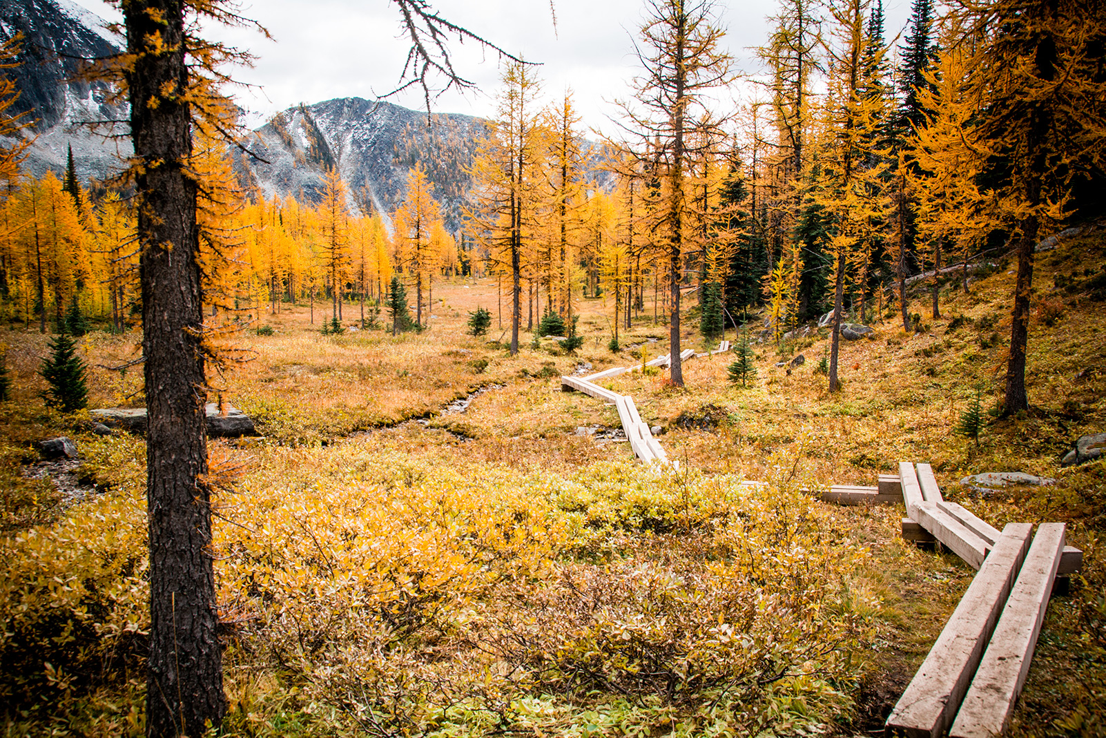 Golden Larch in the mountains above Kootenay Lake