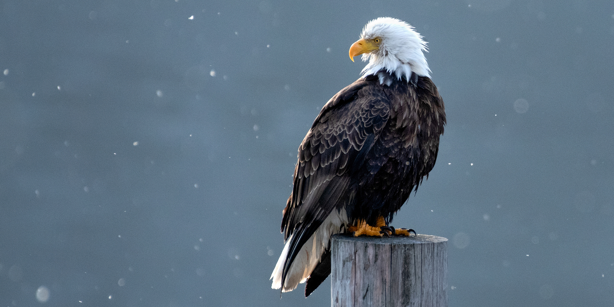 Majestic looking bald eagle.