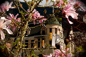 Touchstones Museum building framed by spring blossoms.