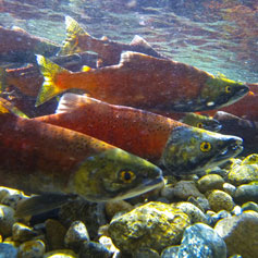 Salmon spawning and swimming near Kootenay Lake.
