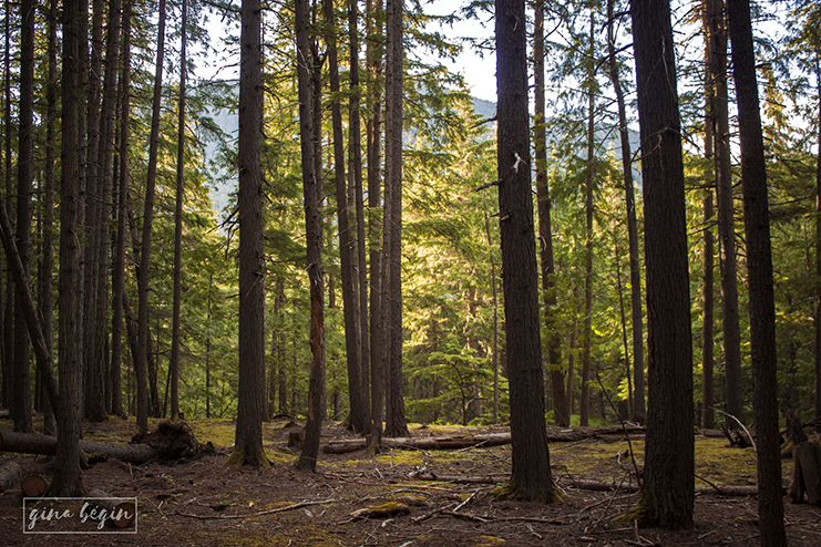 Between a Lake and a High place forest experience