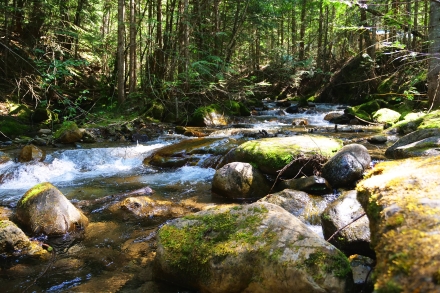 Moss covered rocks and Lockhart Creek, BC