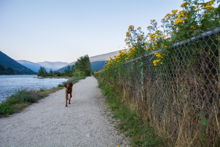 Lakefront Walkway Dog Park