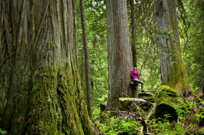 Woman sitting on a stump in the woods surrounded by old growth trees.