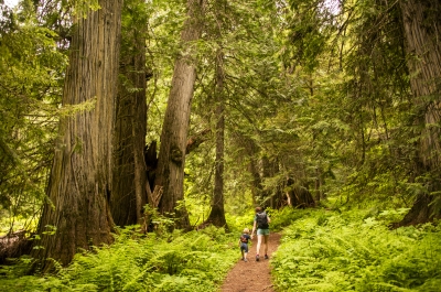 A mother and child on the trail in an old growth forest.