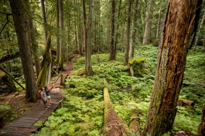Two hikers on the trail in an old growth forest.