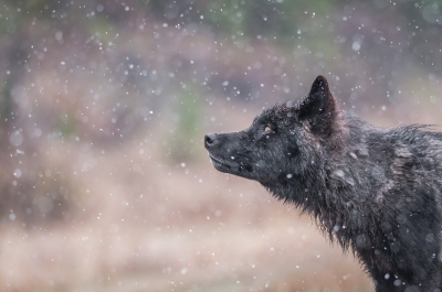 Kootenay wolf | Photo by Jesse Schpakowski