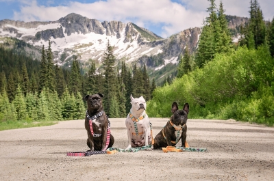 Three dogs wearing brightly coloured harnesses sitting on a dirt road with large mountains in the background.
