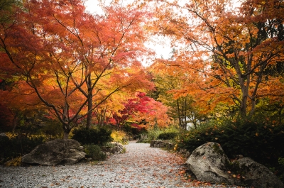 The path at Cottonwood Falls Park in Nelson with vibrant fall colours on both sides.