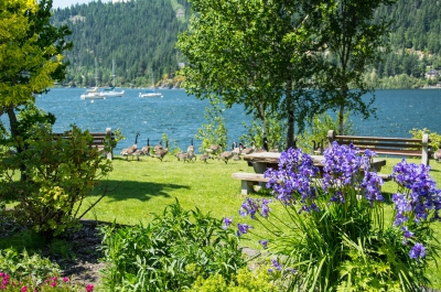 Purple flowers with Canadian Geese and Kootenay Lake in the background at Lakeside Park in Nelson, BC