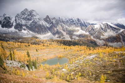 Monica Meadows covered in vibrant yellow large trees with the large Purcell Mountains in the background