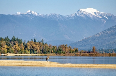 A heron standing on a sand spit near Nelson, BC