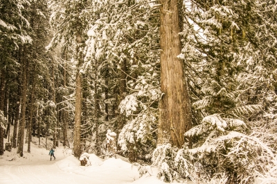 Nordic skier cross country skiing at the Nelson Nordic Ski Club.