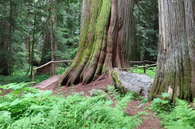 Kokanee Old Growth Cedars Trailhead