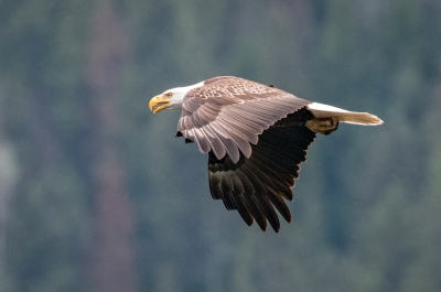 An eagle in flight amongst a forest