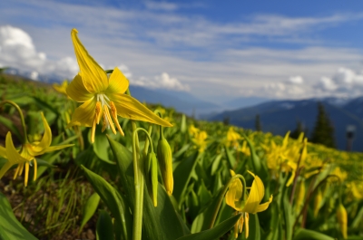Yellow flowers blooming in a field in spring