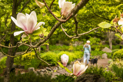 A person walking their dog under cherry blossoms in Cottonwood Falls Park.