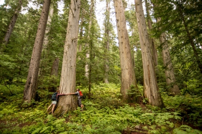 Two people in the Old Growth Forest of Kokanee glacier Provincial Park hugging a tree. 