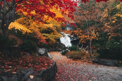 Fall colours at Cottonwood Falls in Nelson.