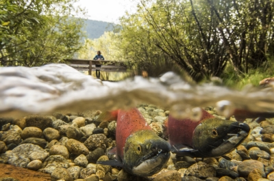 A person standing on a bridge at Kokanee Creek Provincial Park watching Kokanee Salmon spawning near Nelson, BC