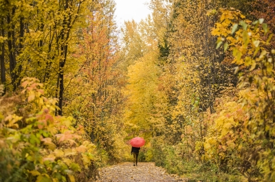 A person walking on the Great Northern Rail Trail with vibrant fall colours all around them