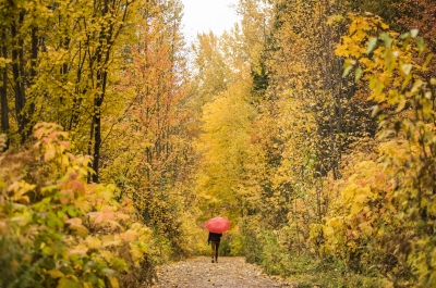 A person walking on the Great Northern Rail Trail with vibrant fall colours all around them