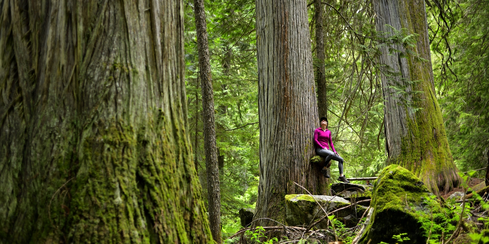 Woman sitting on a stump in the woods surrounded by old growth trees.