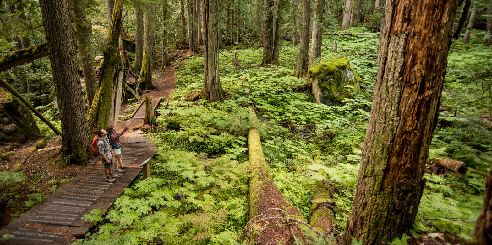 Two hikers on the trail in an old growth forest.