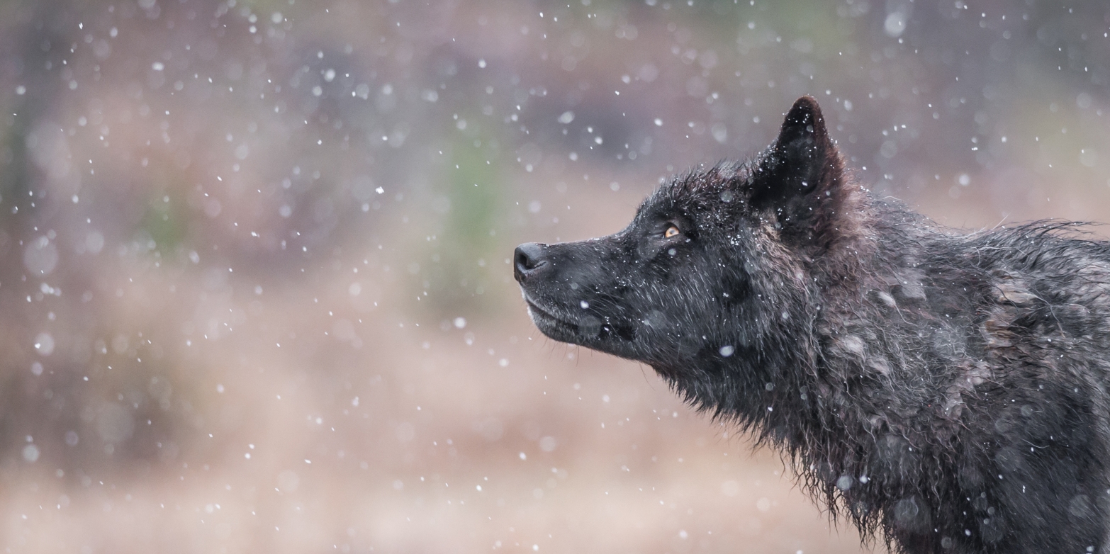 Kootenay wolf | Photo by Jesse Schpakowski