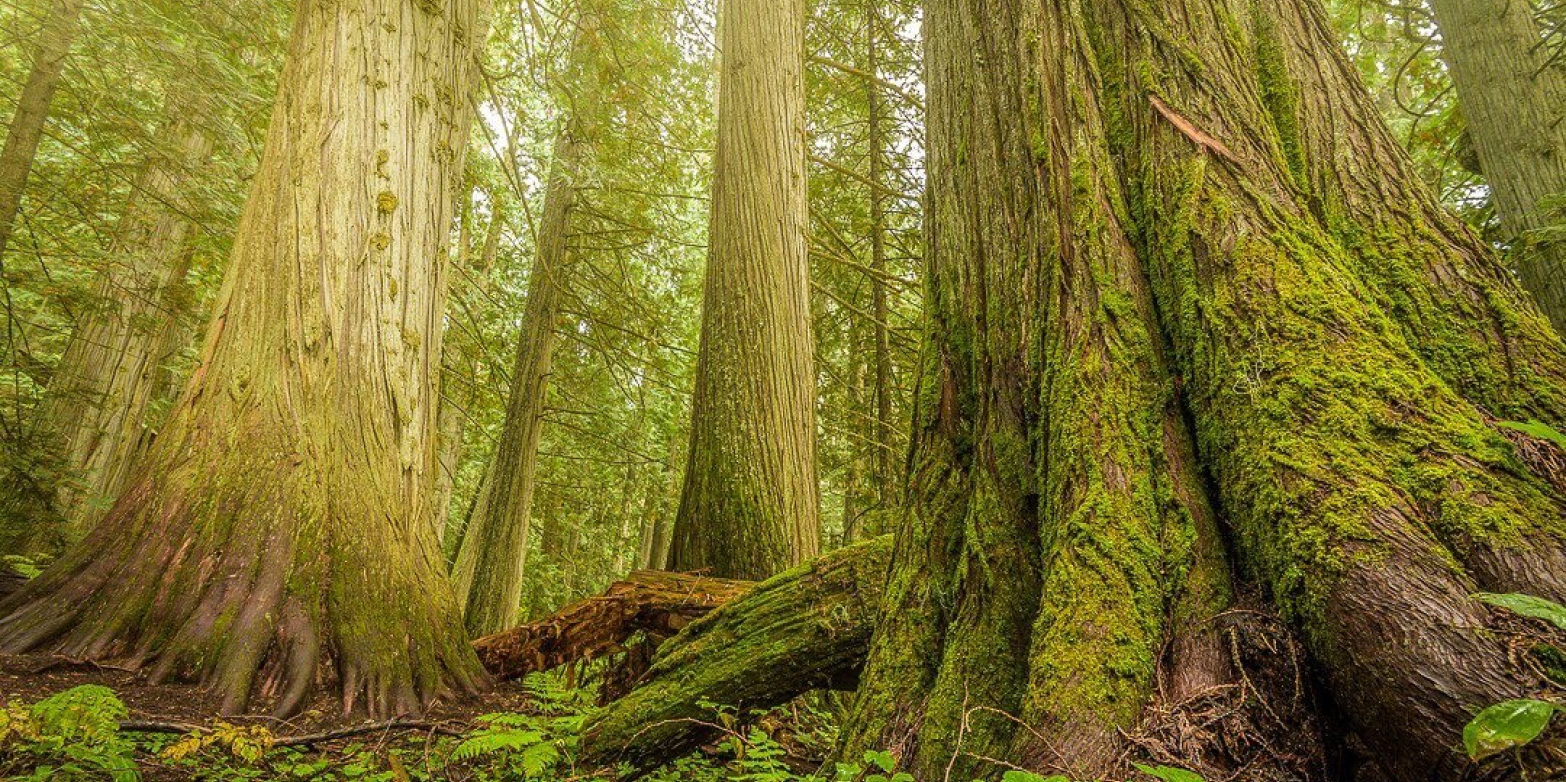 This region is home to the last-remaining Inland Temperate Rainforest on Earth|Photo by alpenglowphoto.ca