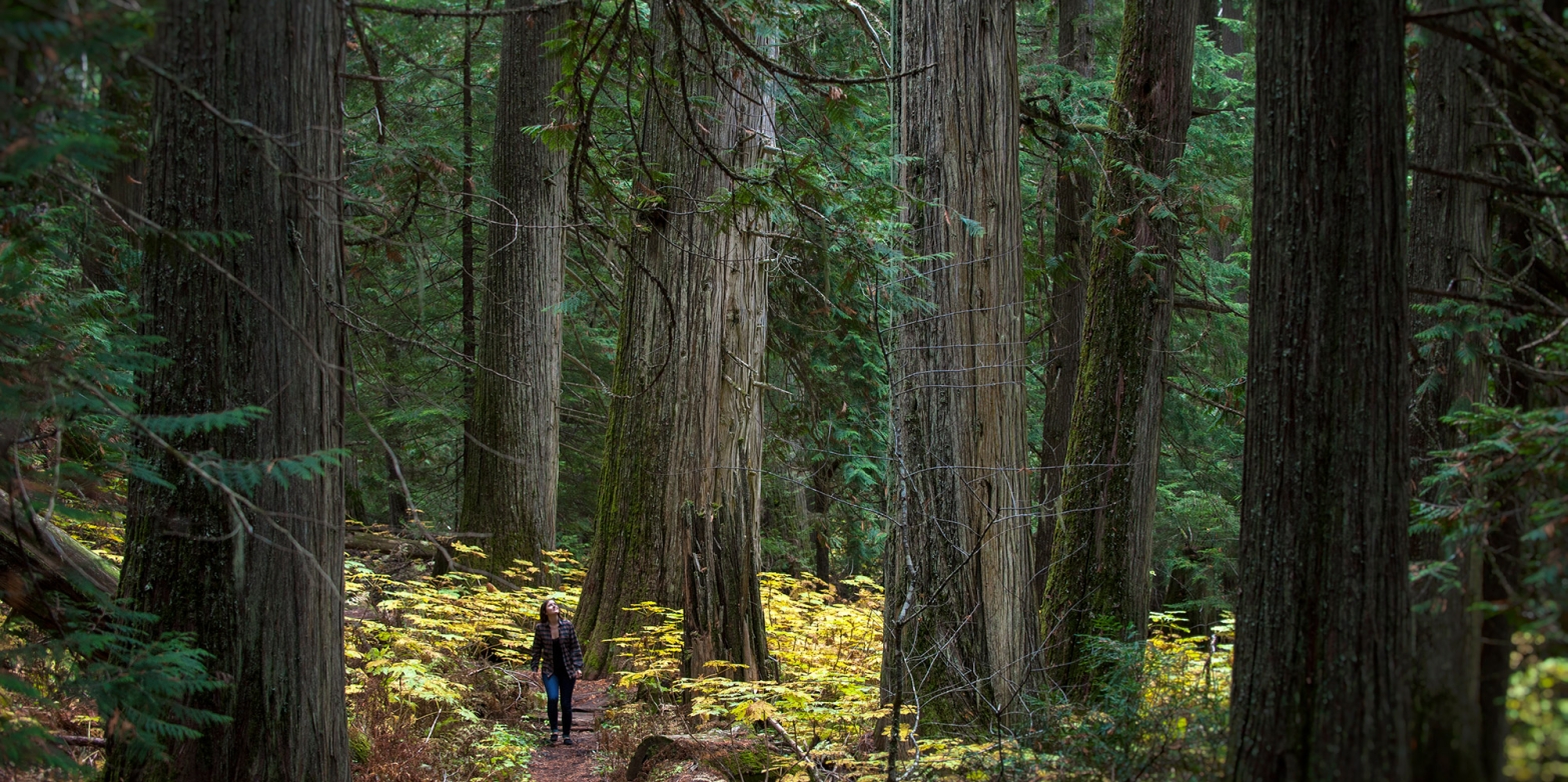 A person walking by a giant tree in the Kokanee Old Growth Forest, an outdoor recreation idea for Nelson BC