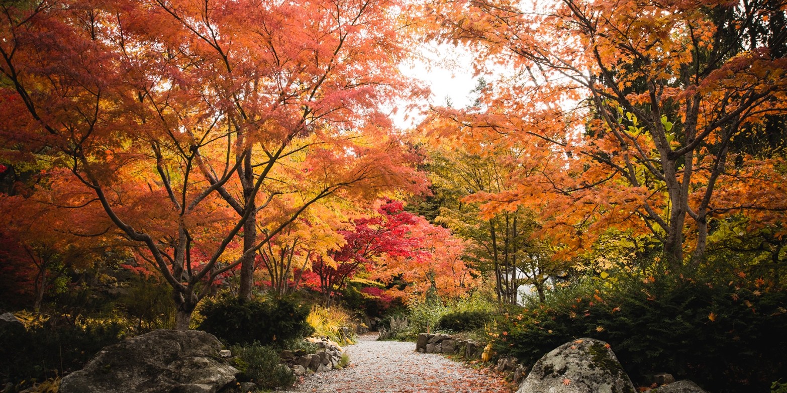 The path at Cottonwood Falls Park in Nelson with vibrant fall colours on both sides.