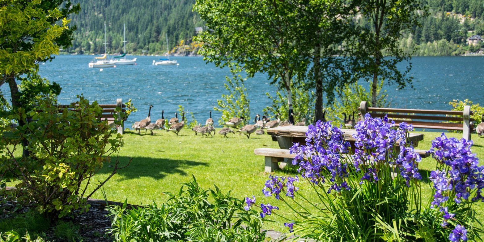 Purple flowers with Canadian Geese and Kootenay Lake in the background at Lakeside Park in Nelson, BC
