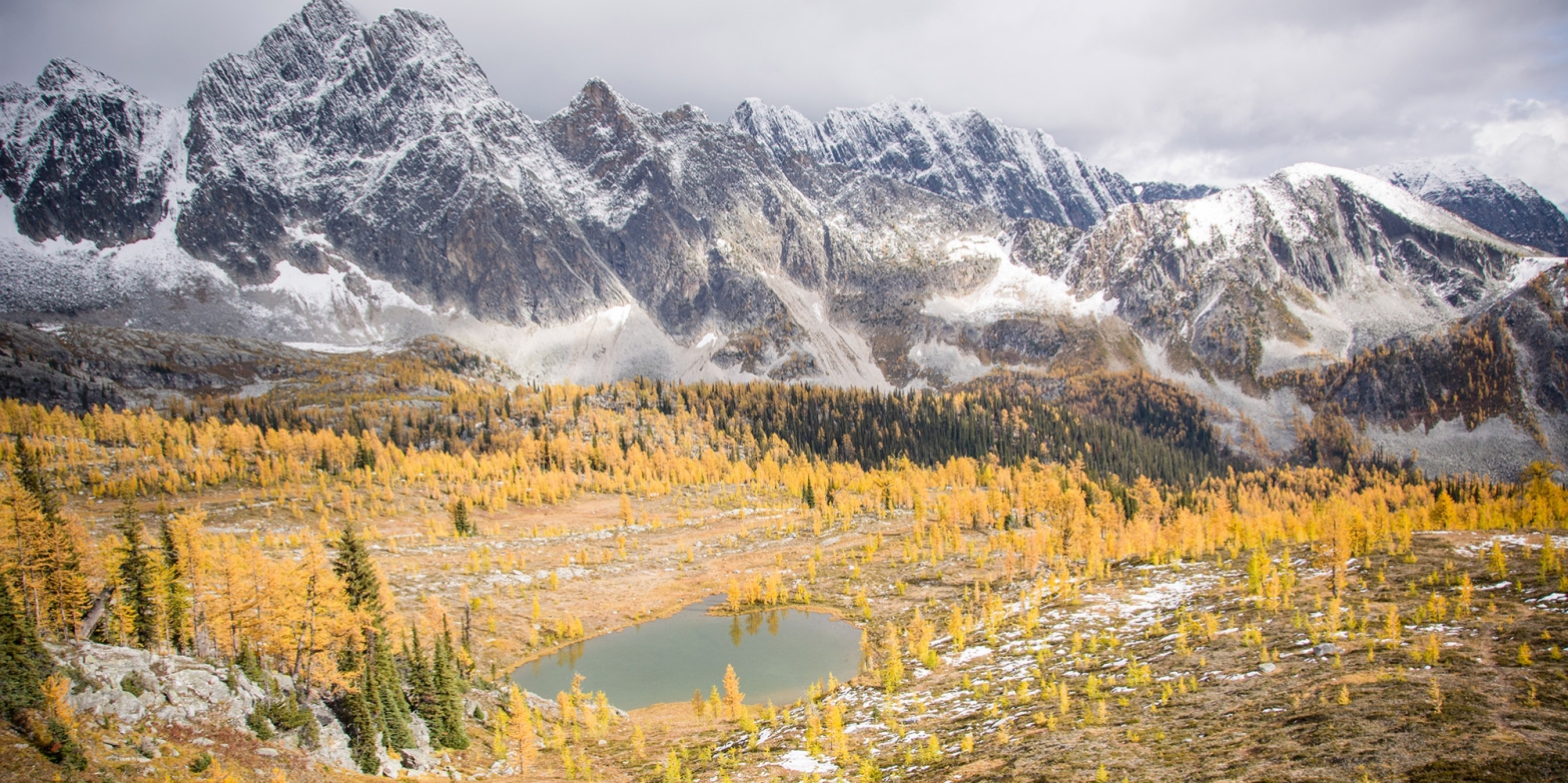 Monica Meadows covered in vibrant yellow large trees with the large Purcell Mountains in the background