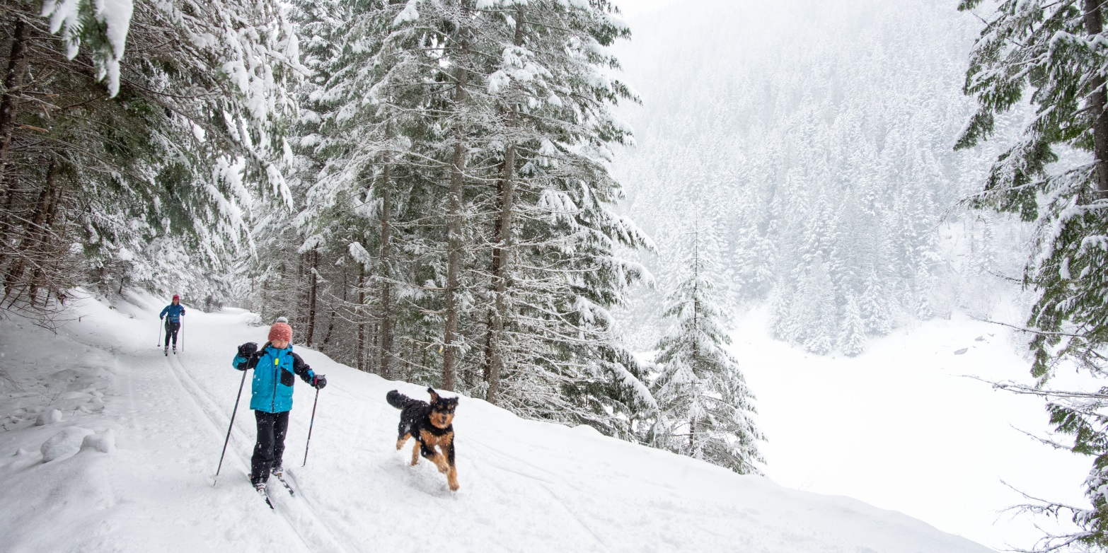 A kid and his dog cross country skiing.