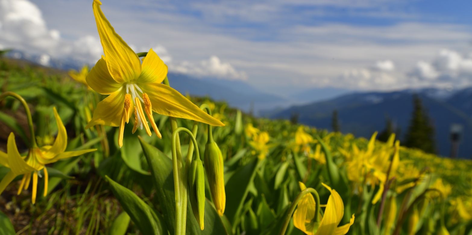 Lucas Jmieff | Mt Buchanan Spring is the best time to visit nelson bc