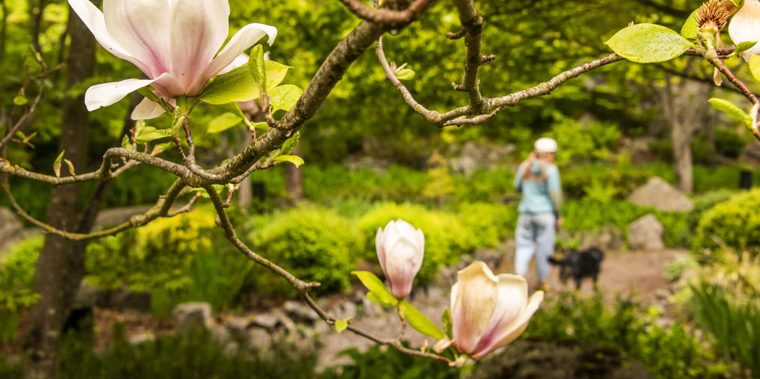 A person walking their dog under cherry blossoms in Cottonwood Falls Park.