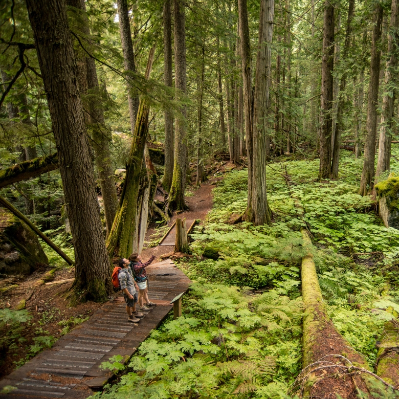 Two hikers on the trail in an old growth forest.