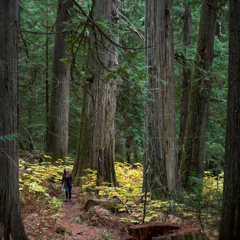 A person walking by a giant tree in the Kokanee Old Growth Forest, an outdoor recreation idea for Nelson BC