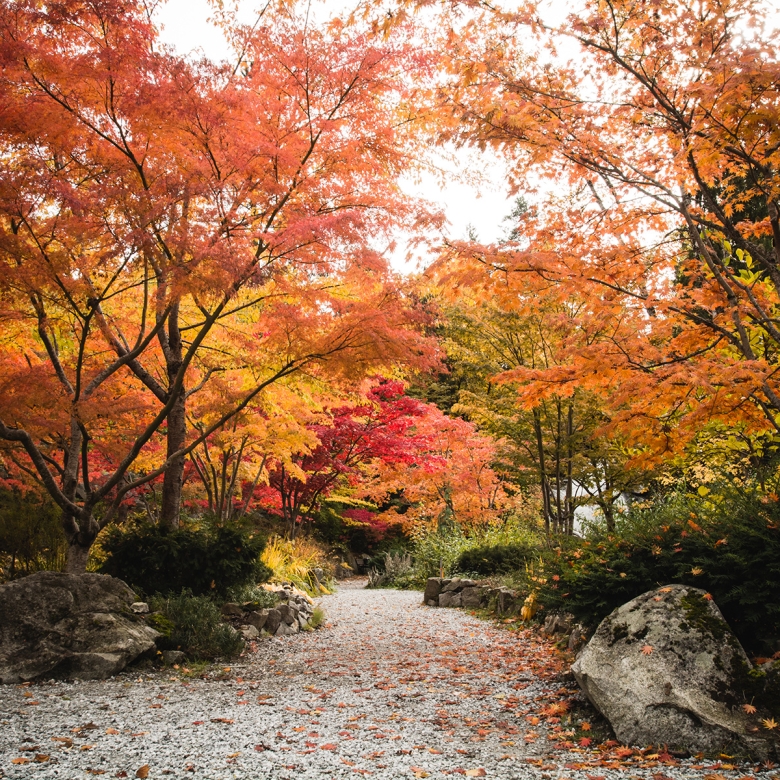 The path at Cottonwood Falls Park in Nelson with vibrant fall colours on both sides.