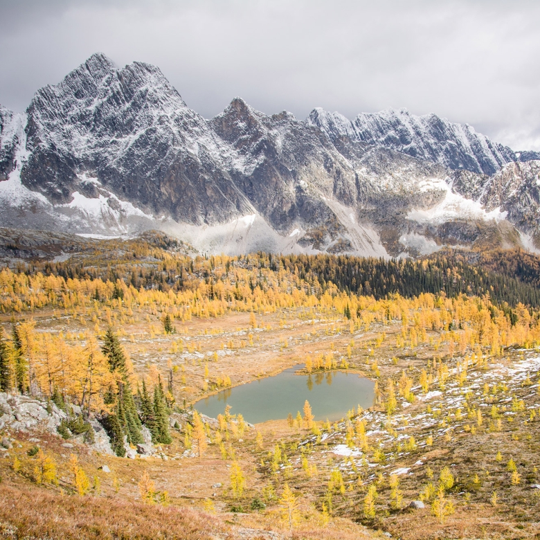 Monica Meadows in late September | Sean Cameron Monica Meadows covered in vibrant yellow large trees with the large Purcell Mountains in the background