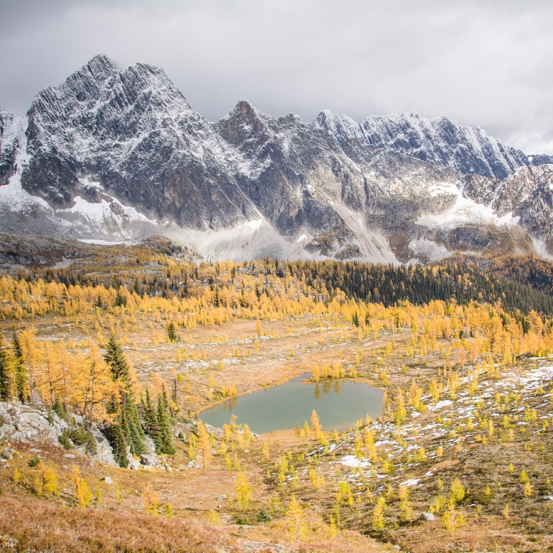 Monica Meadows covered in vibrant yellow large trees with the large Purcell Mountains in the background