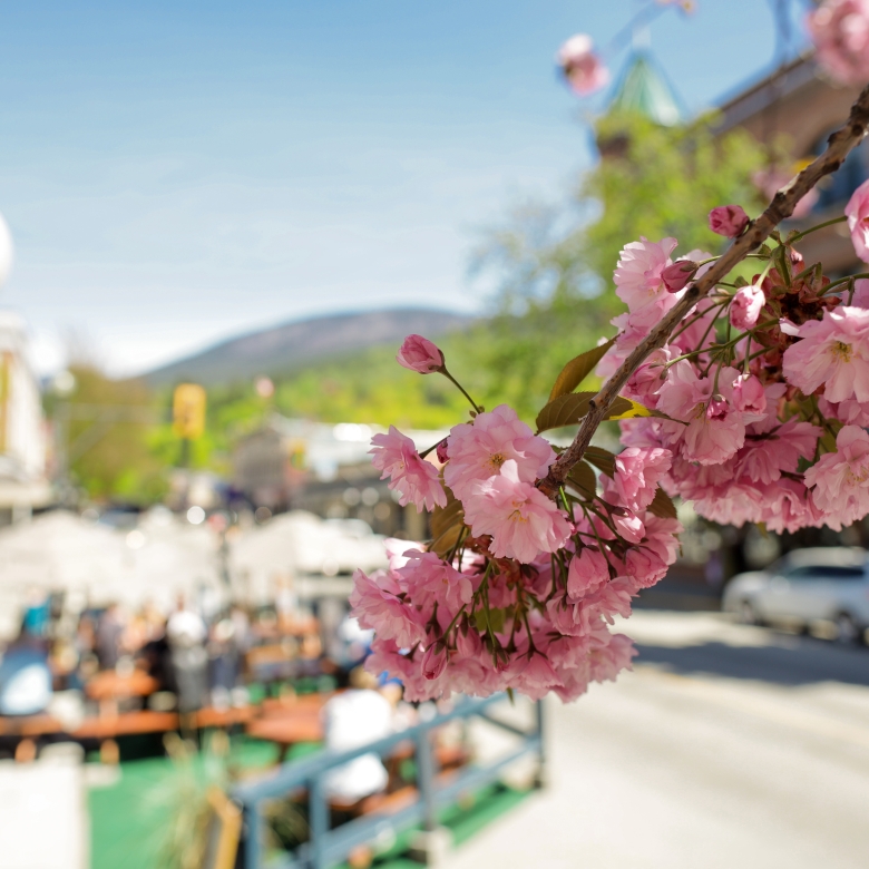 Cherry Blossoms blooming on Baker street in Nelson BC