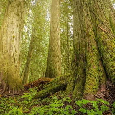 Inland Temperate Rainforest | Photo by alpenglowphoto.ca The last-remaining Inland Temperate Rainforest on Earth | Photo by alpenglowphoto.ca